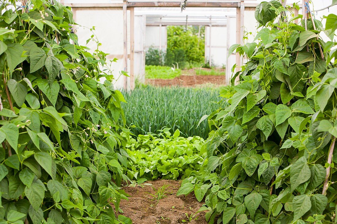 Vegetables growing in polytunnels