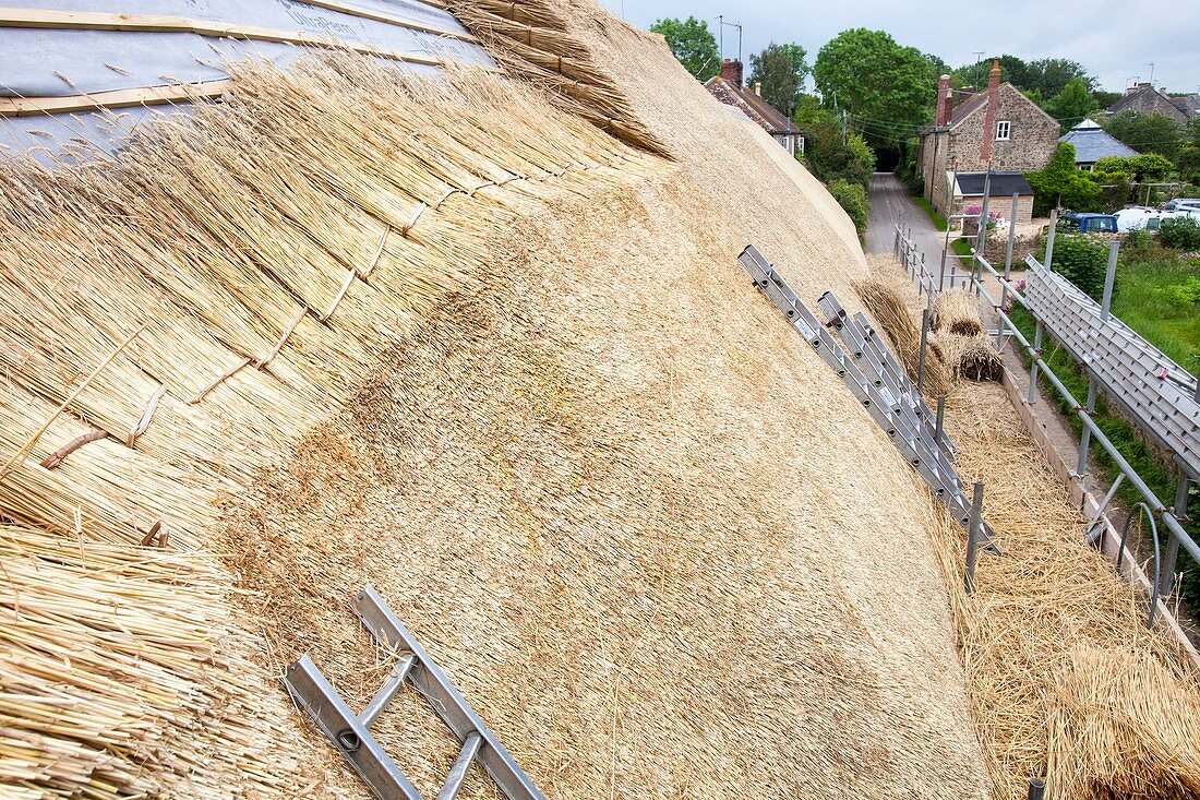 Barn being rethatched