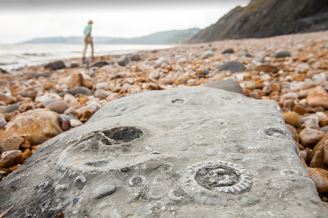 Ammonite fossils on Charmouth beach