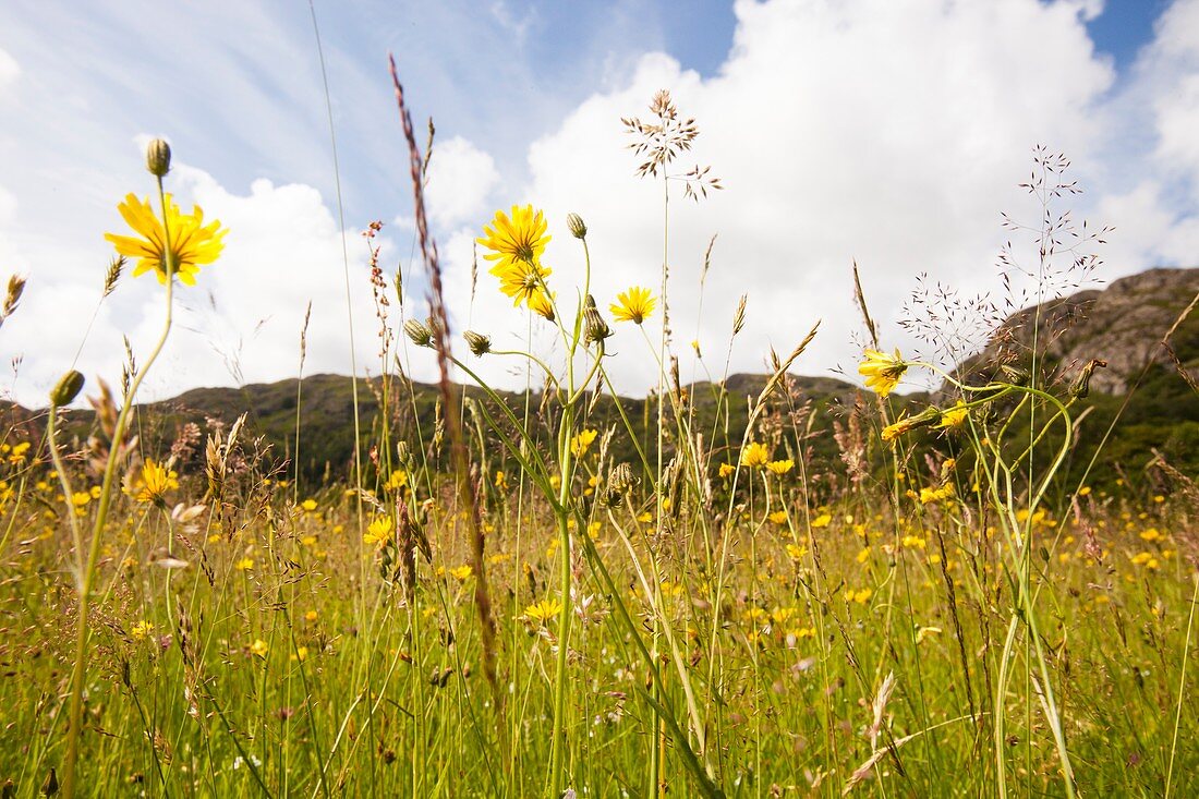 wildflower hay meadows,Duddon Valley