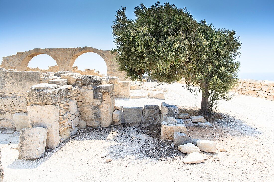 Ancient ruins and olive tree,Cyprus