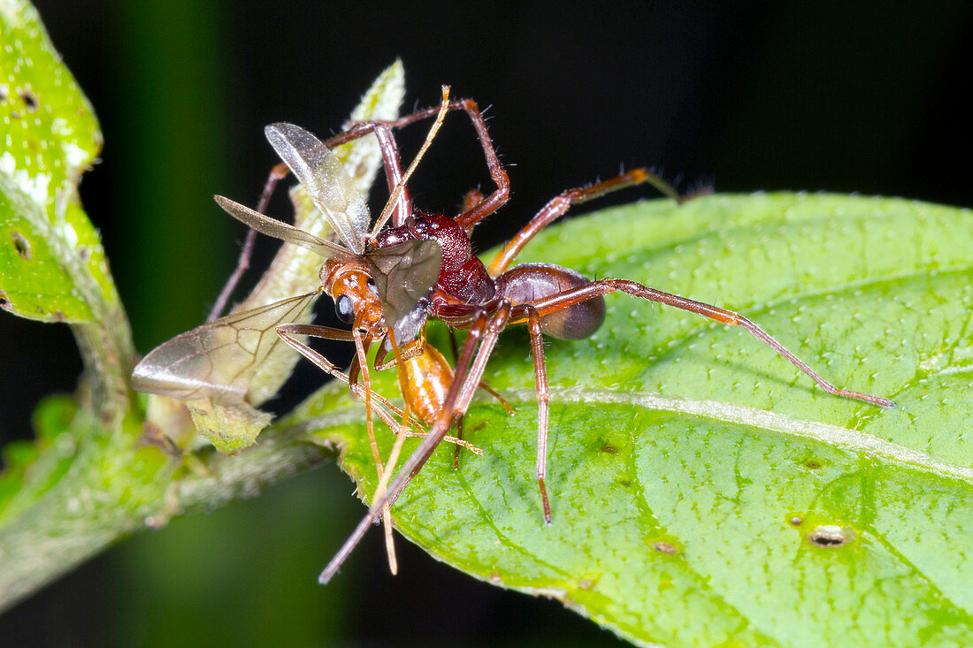 Spider feeding on a flying ant,Ecuador