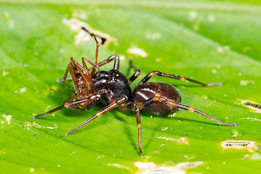 Spider feeding on an ant,Ecuador