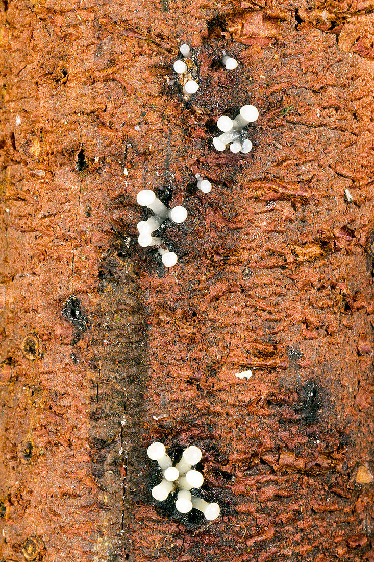 Fruiting bodies of a slime mould,Ecuador