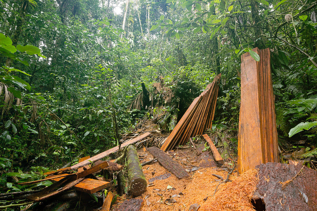 Planks cut from rainforest tree,Ecuador