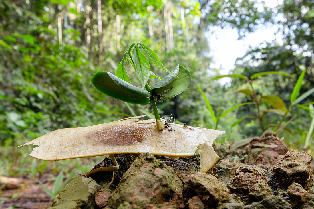Winged seed germinating in the rainforest