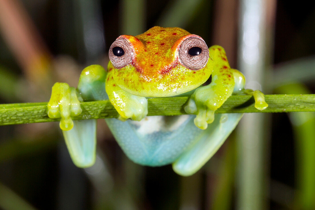 Neotropical Spotted Treefrog,Ecuador