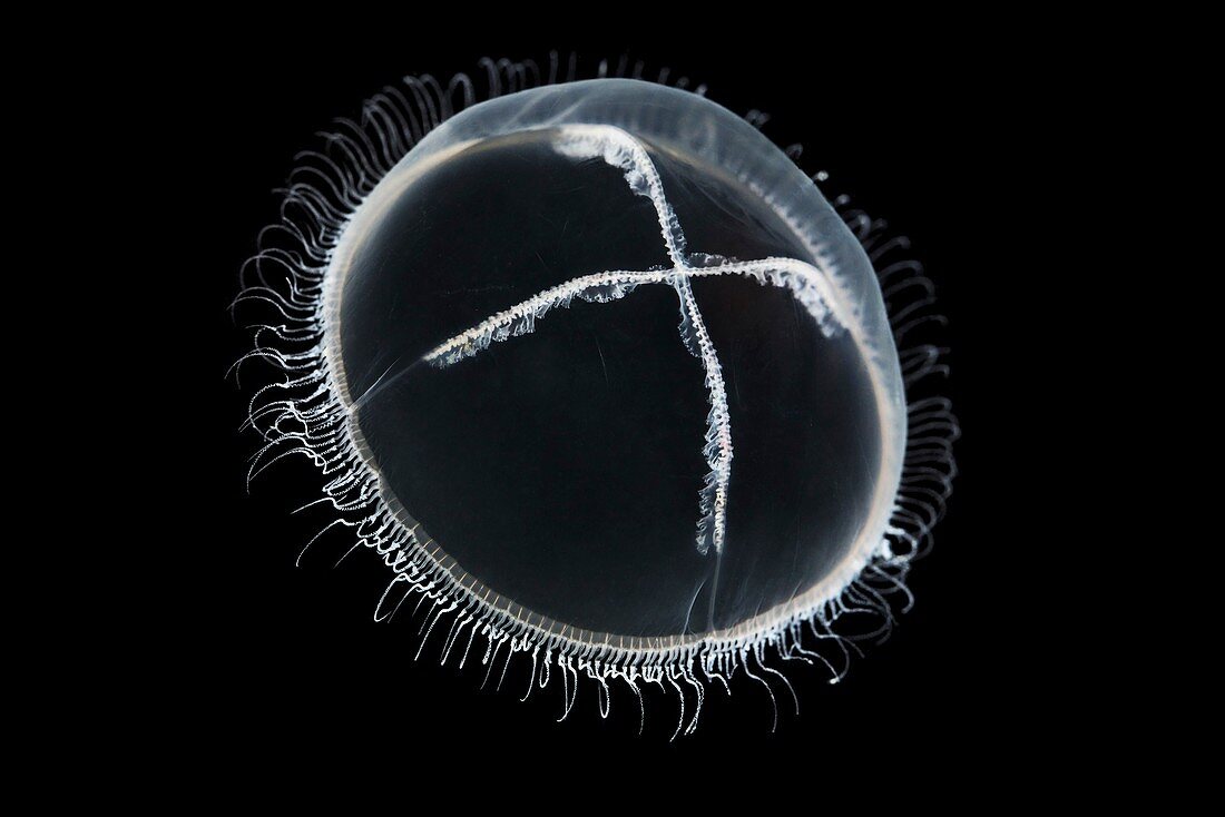 Cuspidella,hydrozoa
