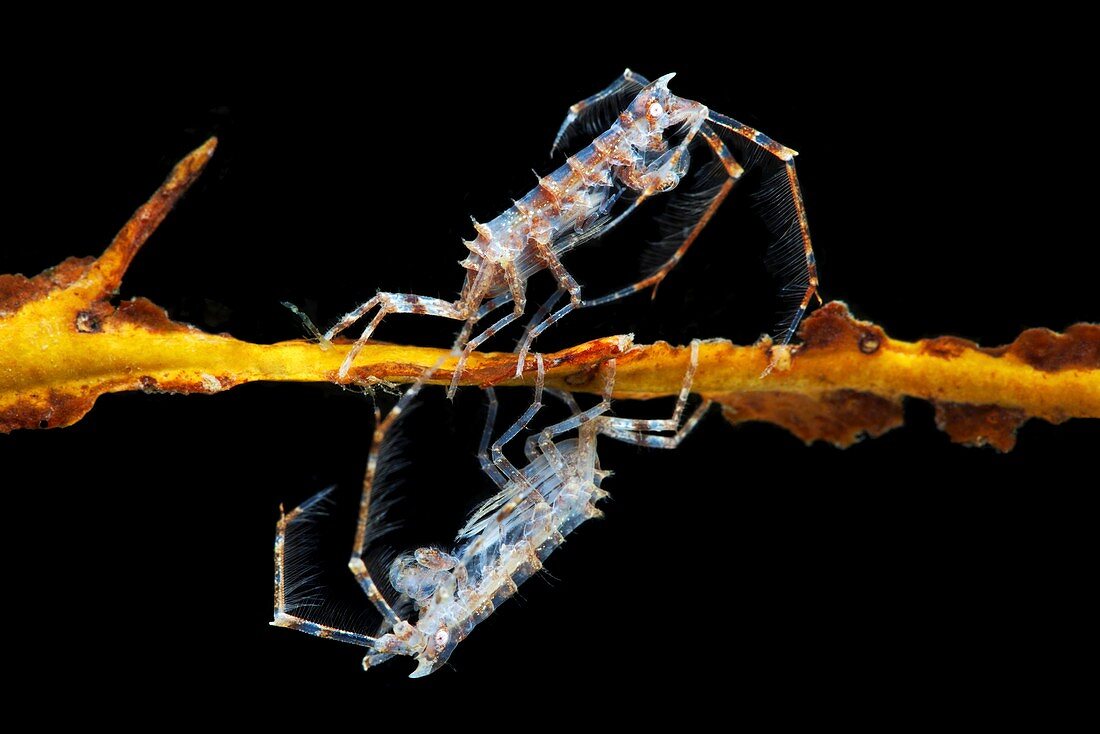 Amphipod crustaceans