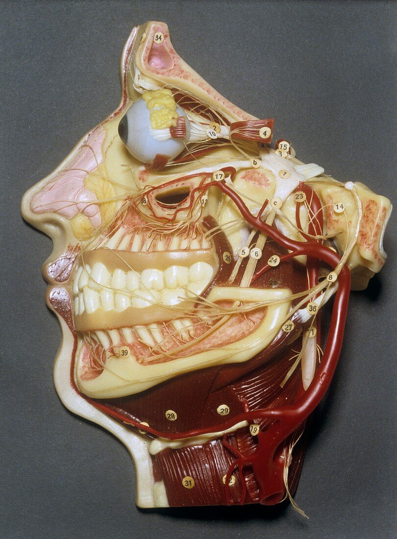 Wax model of face,20th century