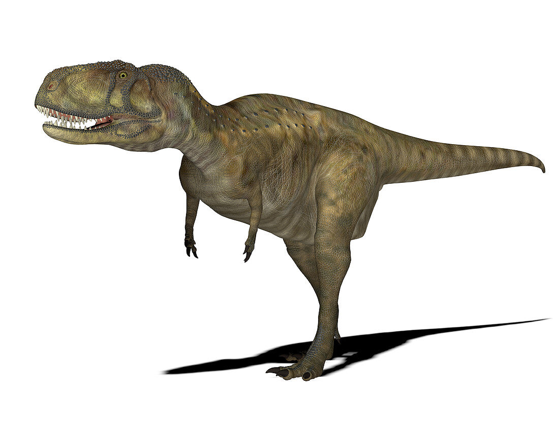 Abelisaurus dinosaur,illustration