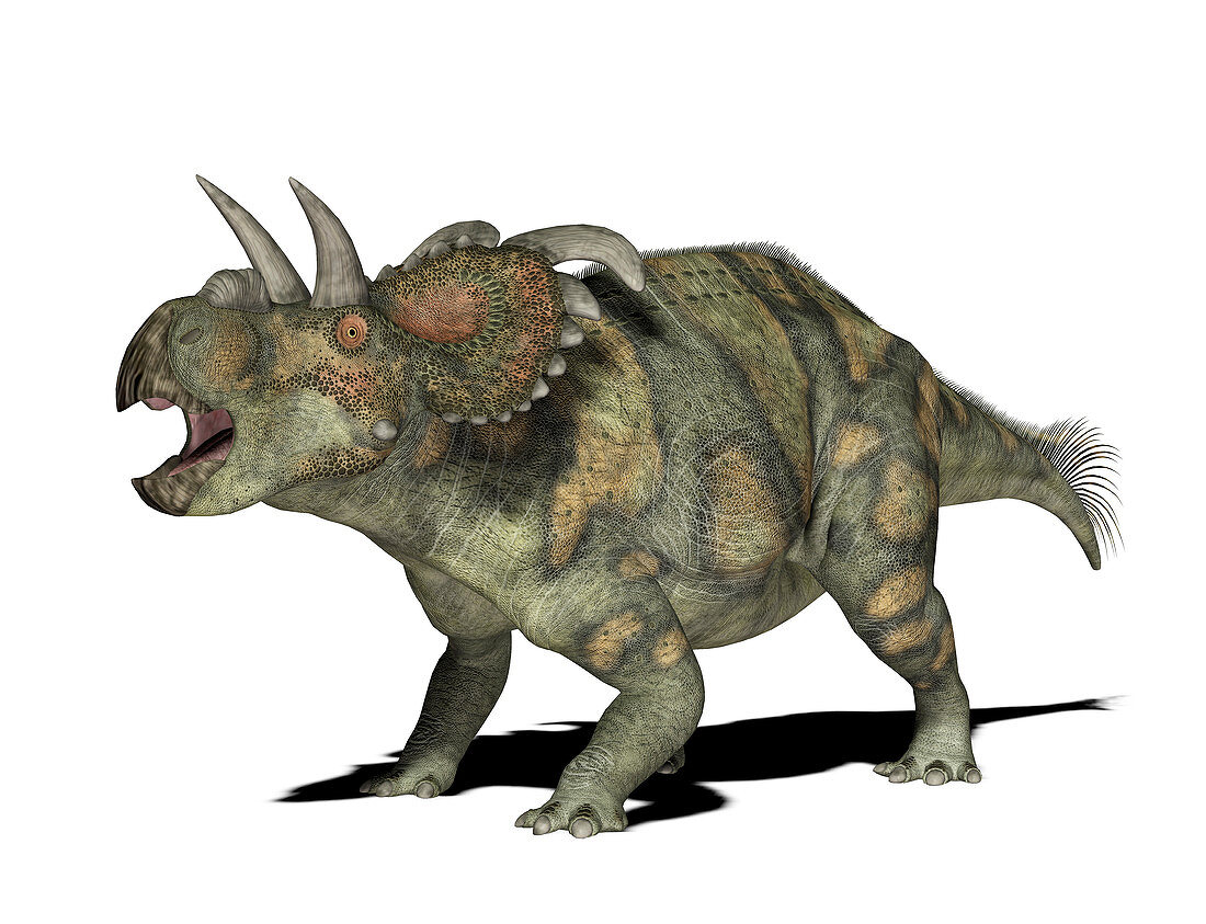 Albertaceratops dinosaur,illustration