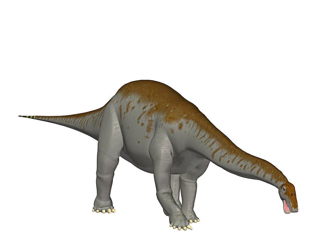 Apatosaurus dinosaur,illustration