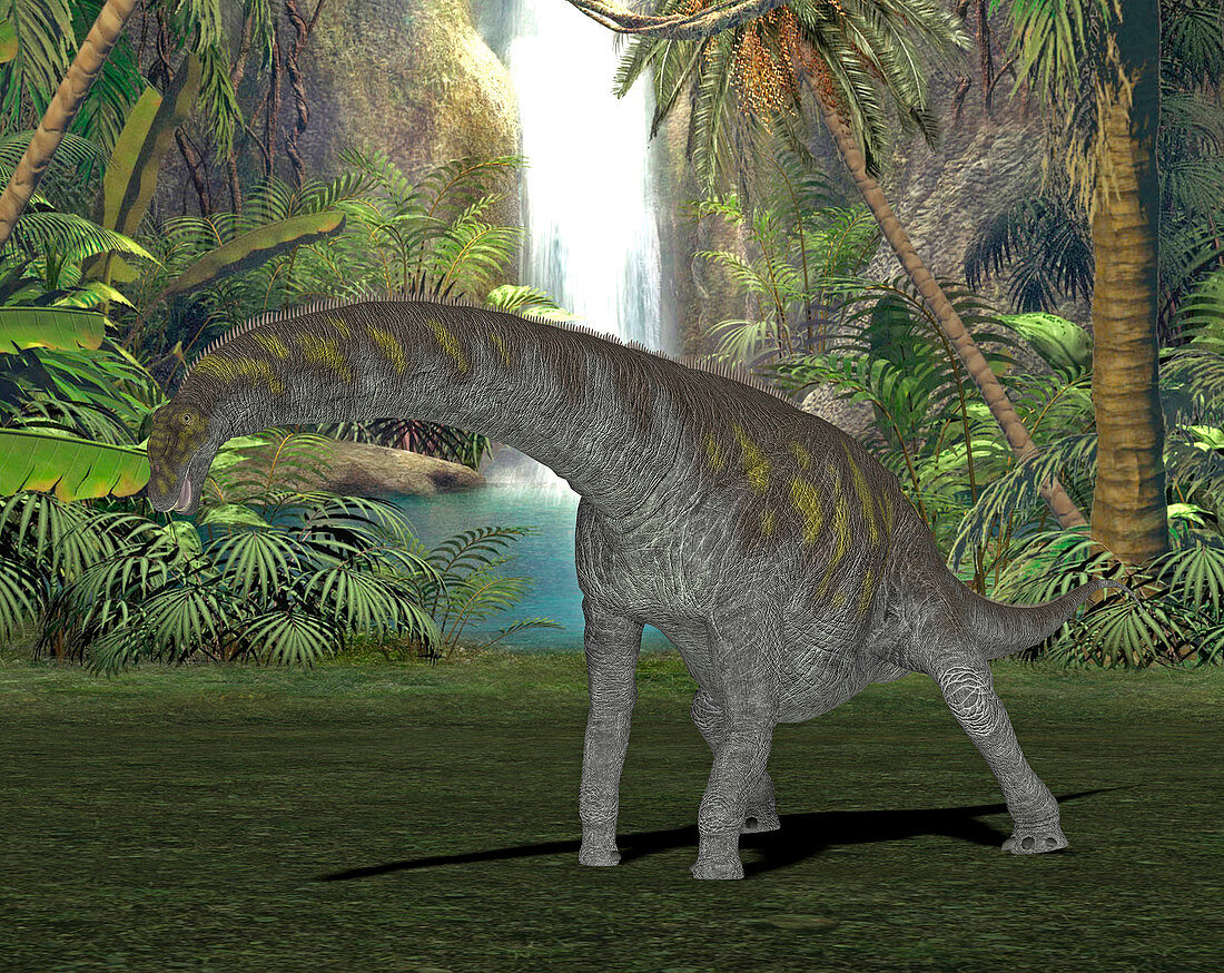 Argentinosaurus dinosaur,illustration