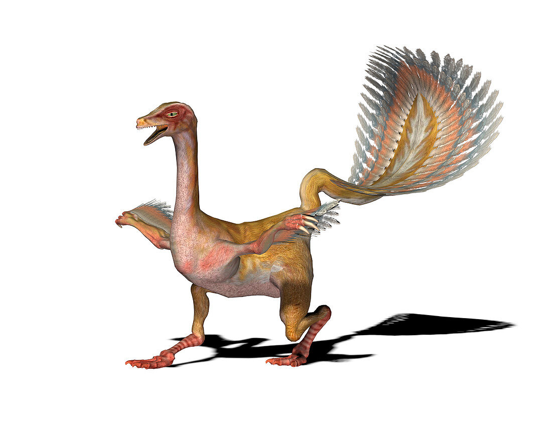 Caudipteryx dinosaur,illustration