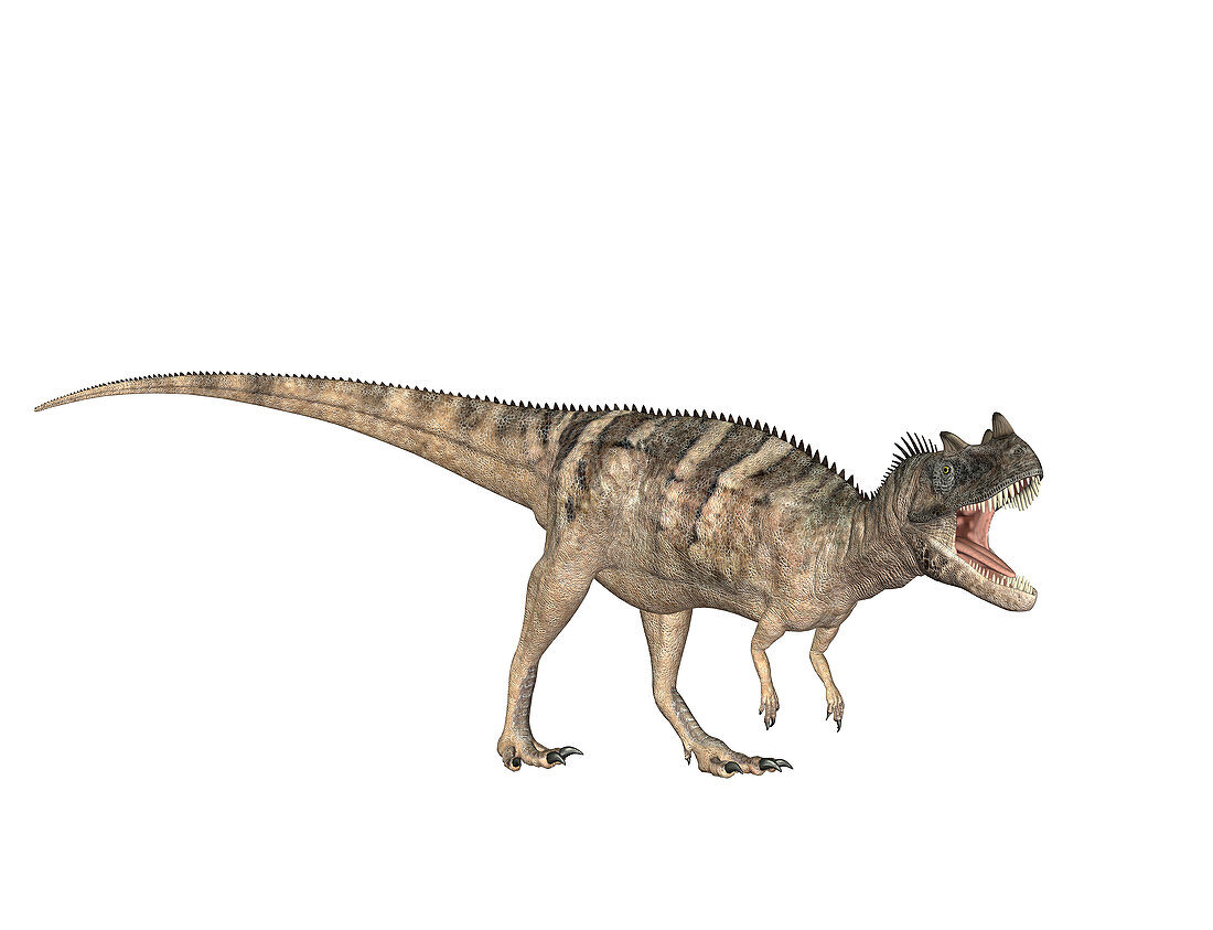 Ceratosaurus dinosaur,illustration