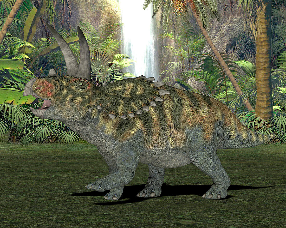 Coahuilaceratops dinosaur,illustration