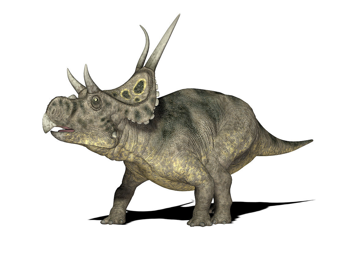 Diabloceratops dinosaur,illustration