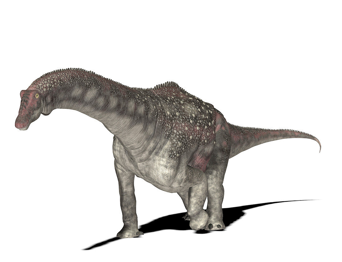 Diamantinasaurus dinosaur,illustration