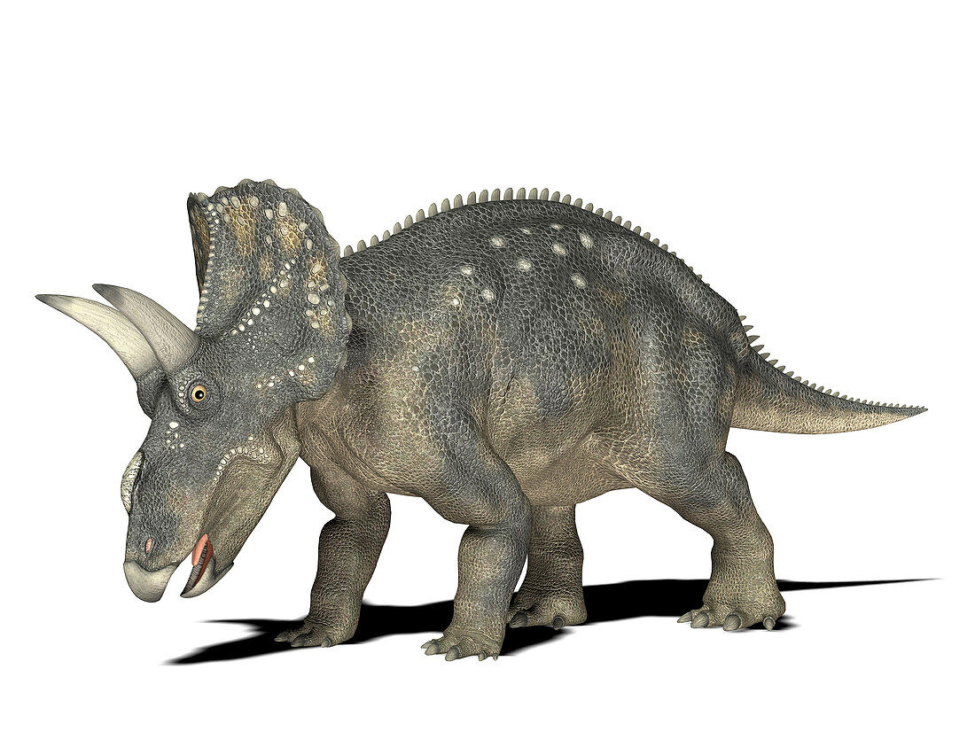 Nedoceratops dinosaur,illustration