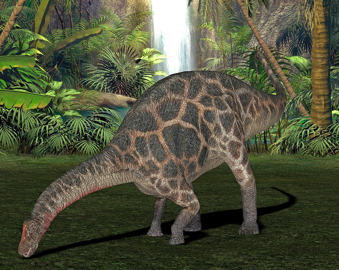 Dicraeosaurus dinosaur,illustration