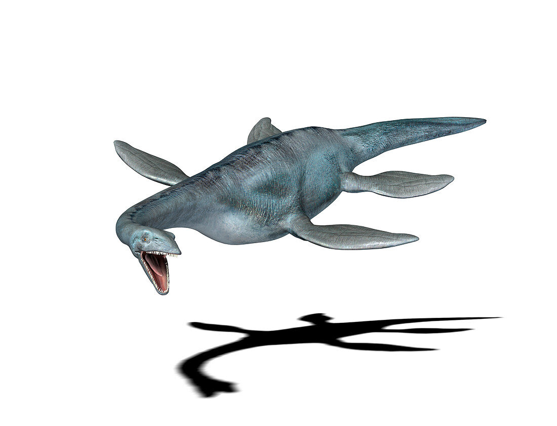 Elasmosaurus dinosaur,illustration