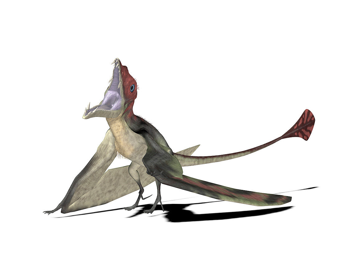 Eudimorphodon pterosaur,illustration