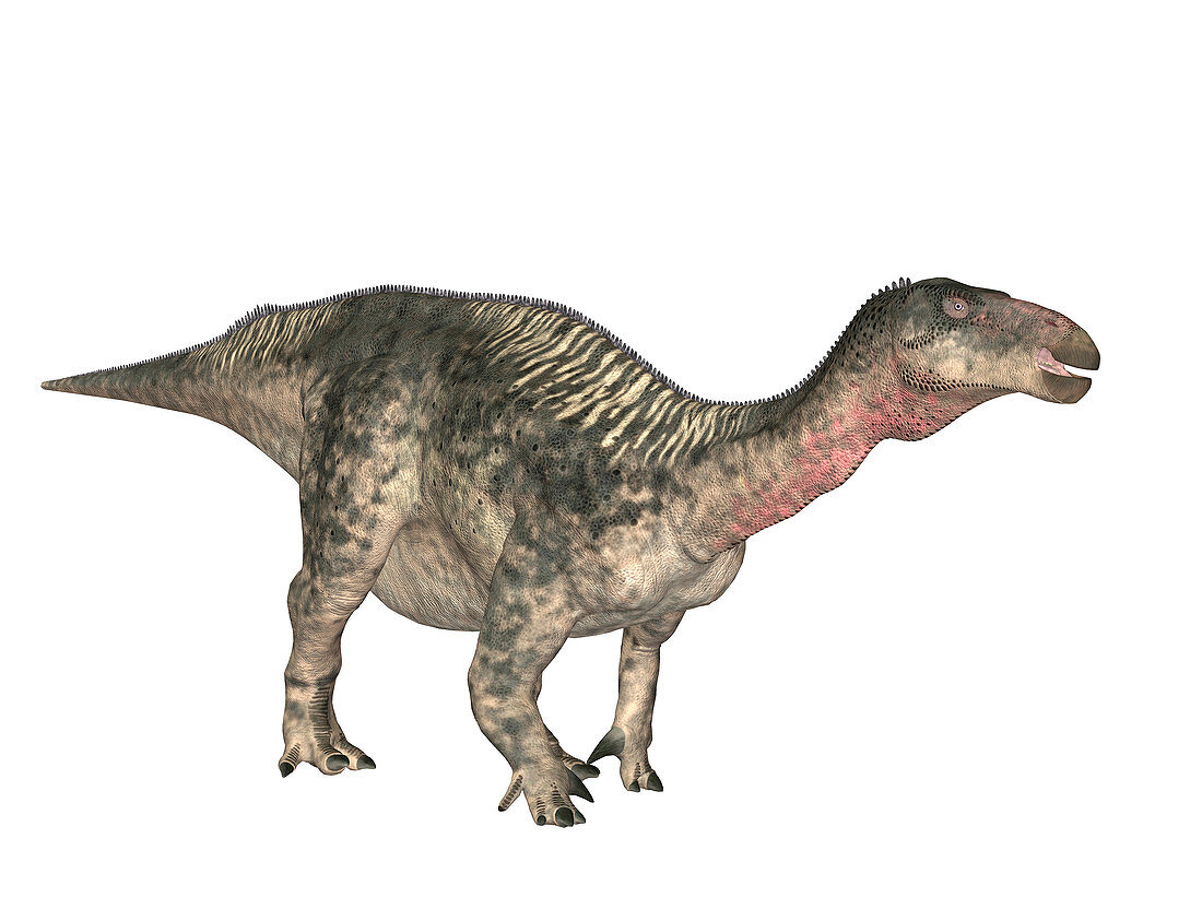 Lurdusaurus dinosaur,illustration