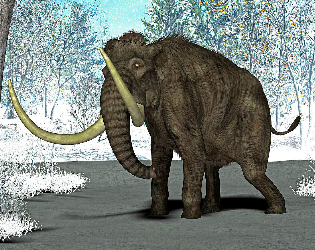 Mammoth,illustration