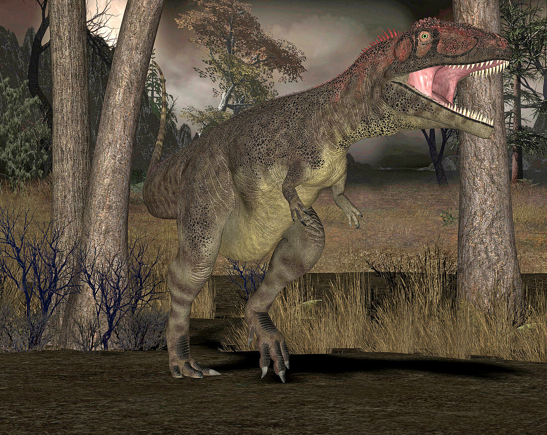 Mapusaurus dinosaur,illustration