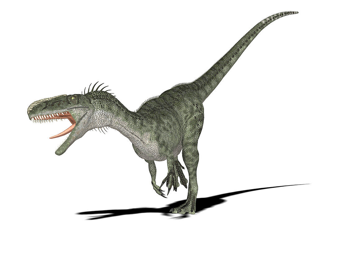 Monolophosaurus dinosaur,illustration