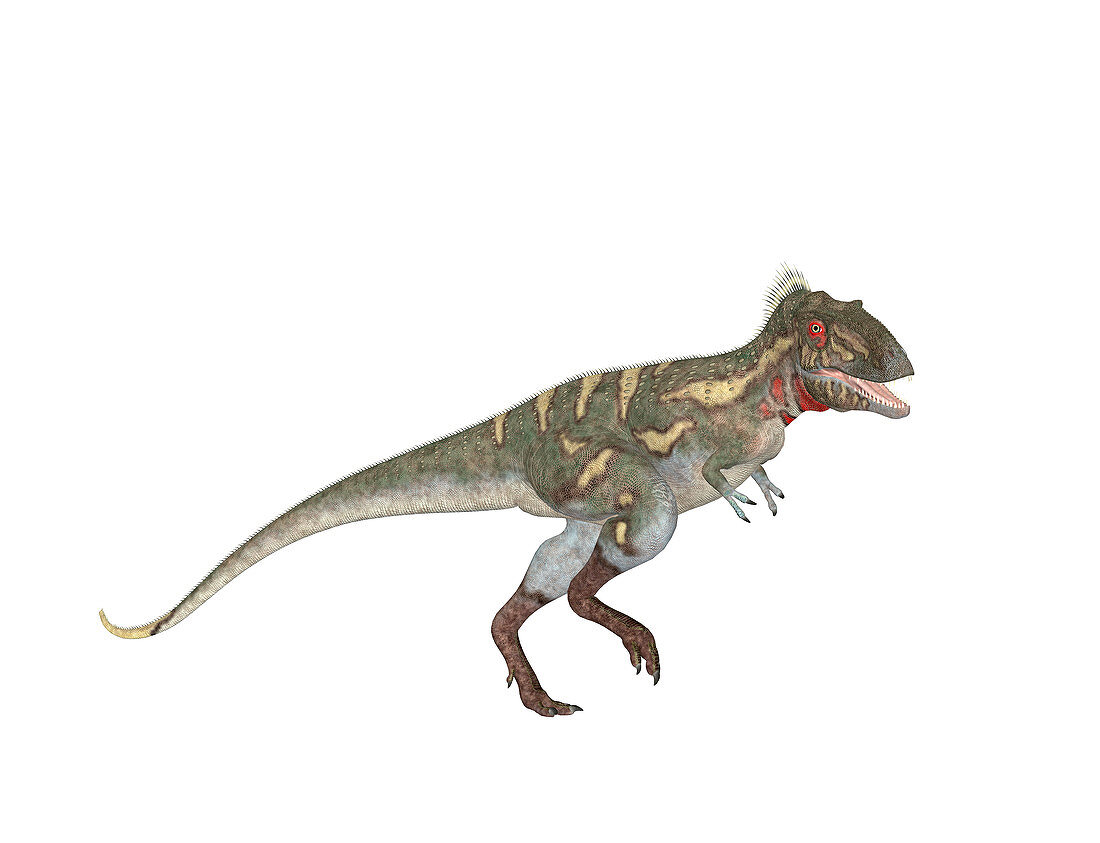 Nanotyrannus dinosaur,illustration