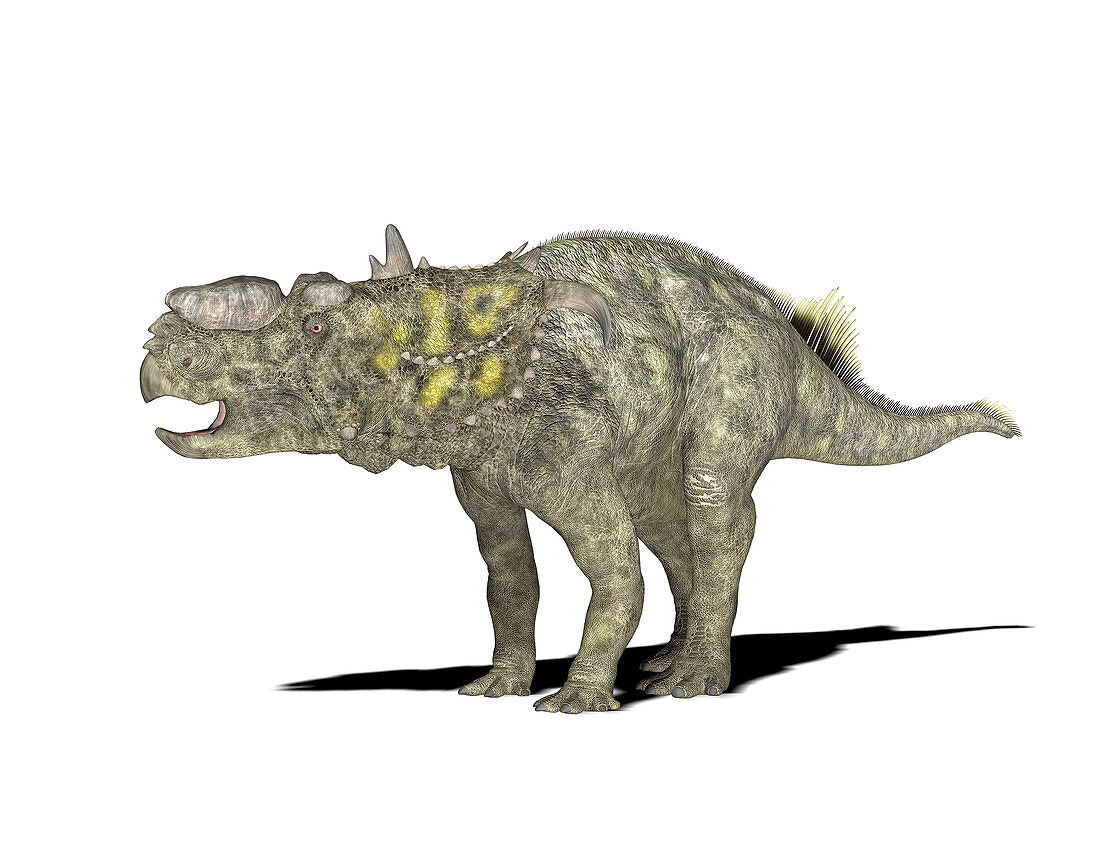 Pachyrhinosaurus dinosaur,illustration