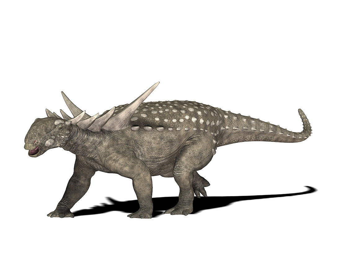 Sauropelta dinosaur,illustration