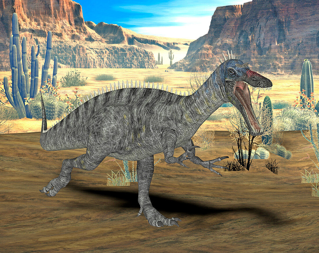 Suchomimus dinosaur,illustration