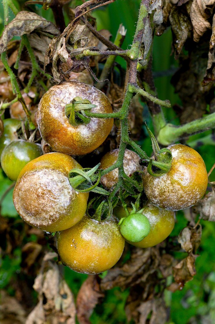 Tomatoes infected with late blight