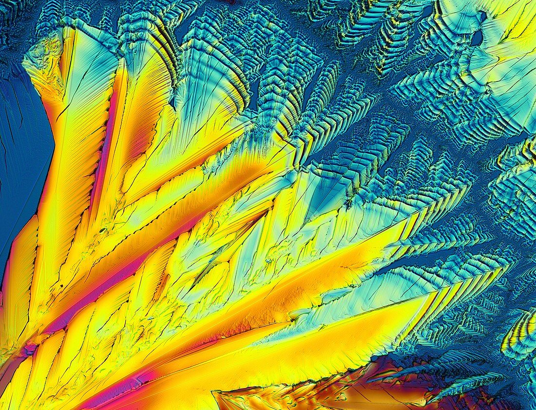 Coenzyme Q10 crystals - Polarized LM