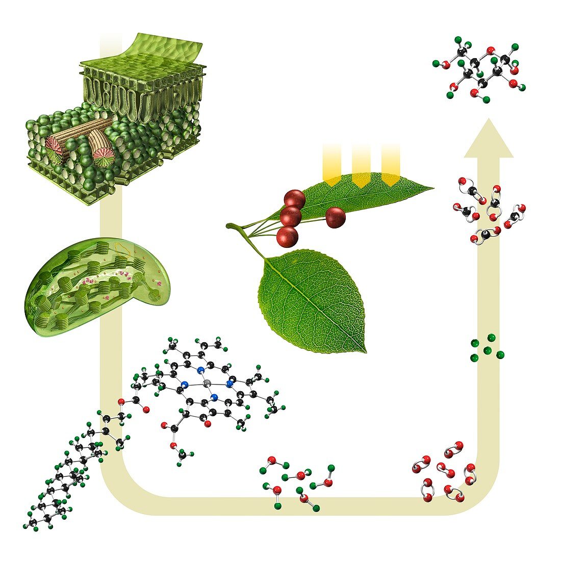 Photosynthesis,illustration