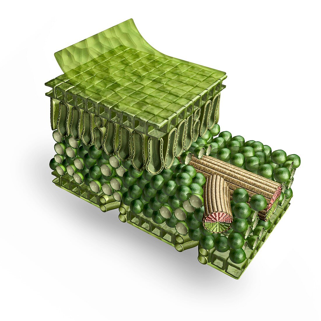 Plant leaf structure,illustration
