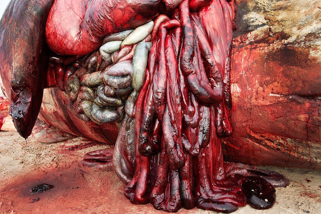 Dead sperm whale intestines