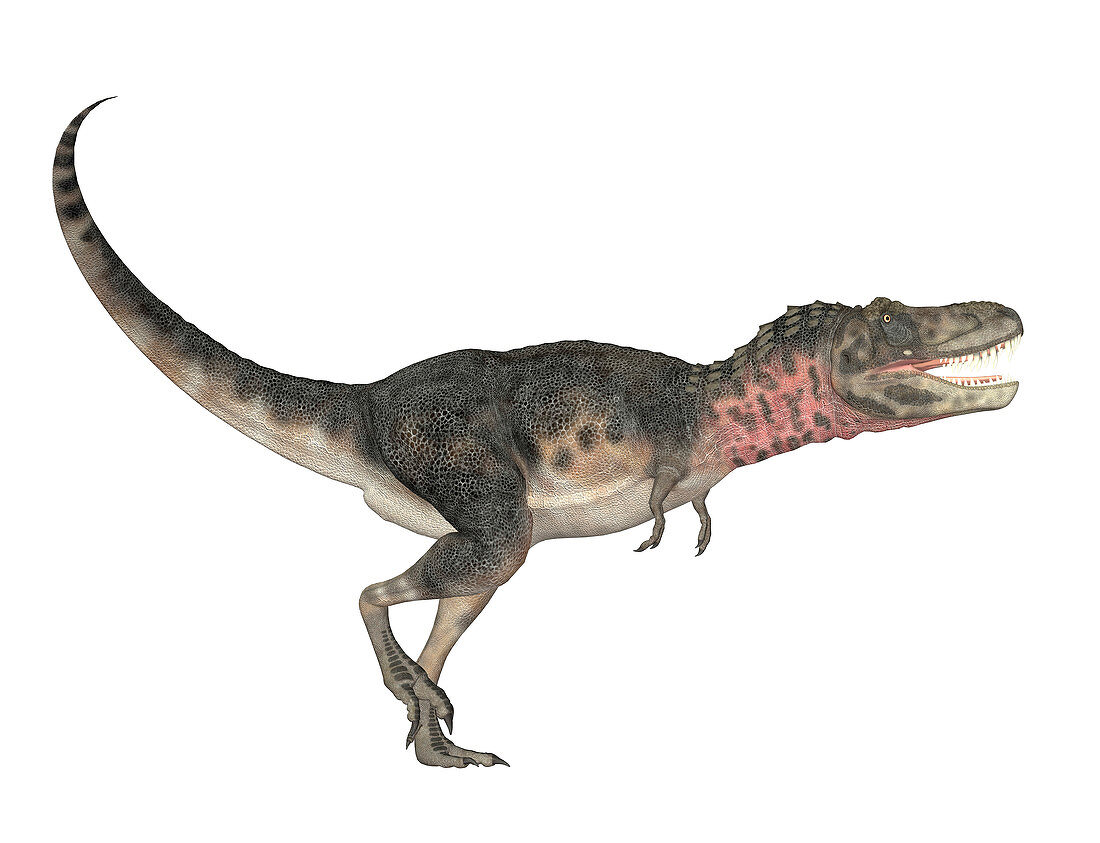 Tarbosaurus bataar dinosaur,illustration