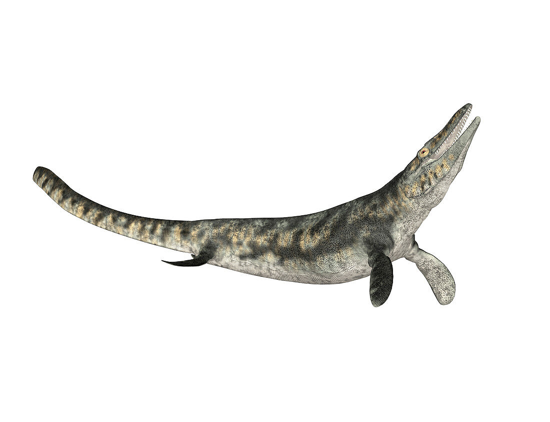 Tylosaurus prehistoric marine lizard
