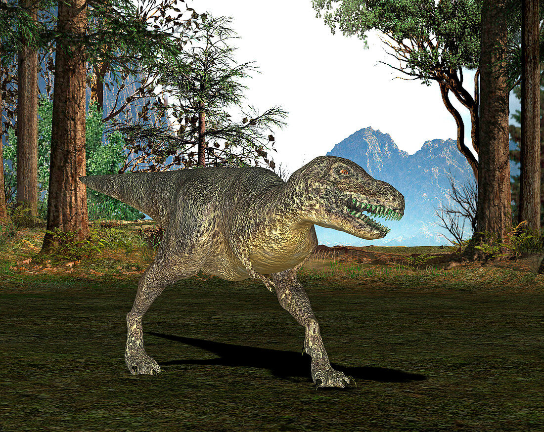 Tyrannosaurus rex skeleton,illustration