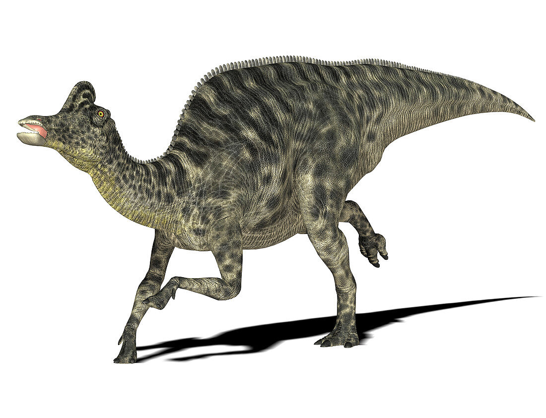 Velafrons dinosaur,illustration