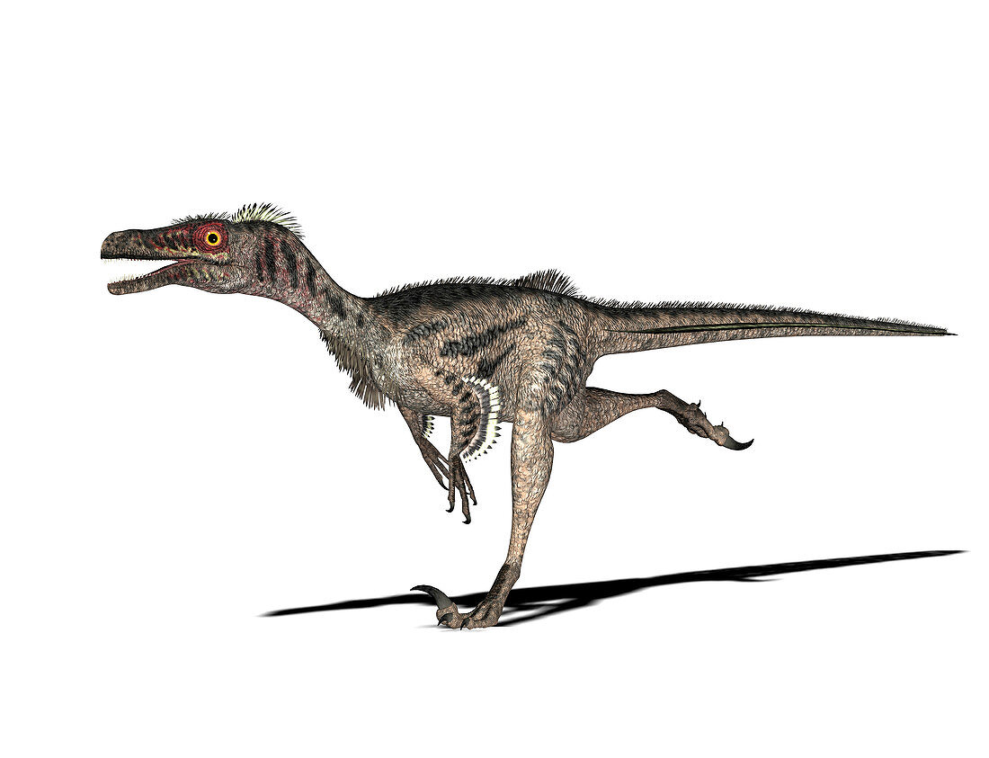 Velociraptor dinosaur,illustration