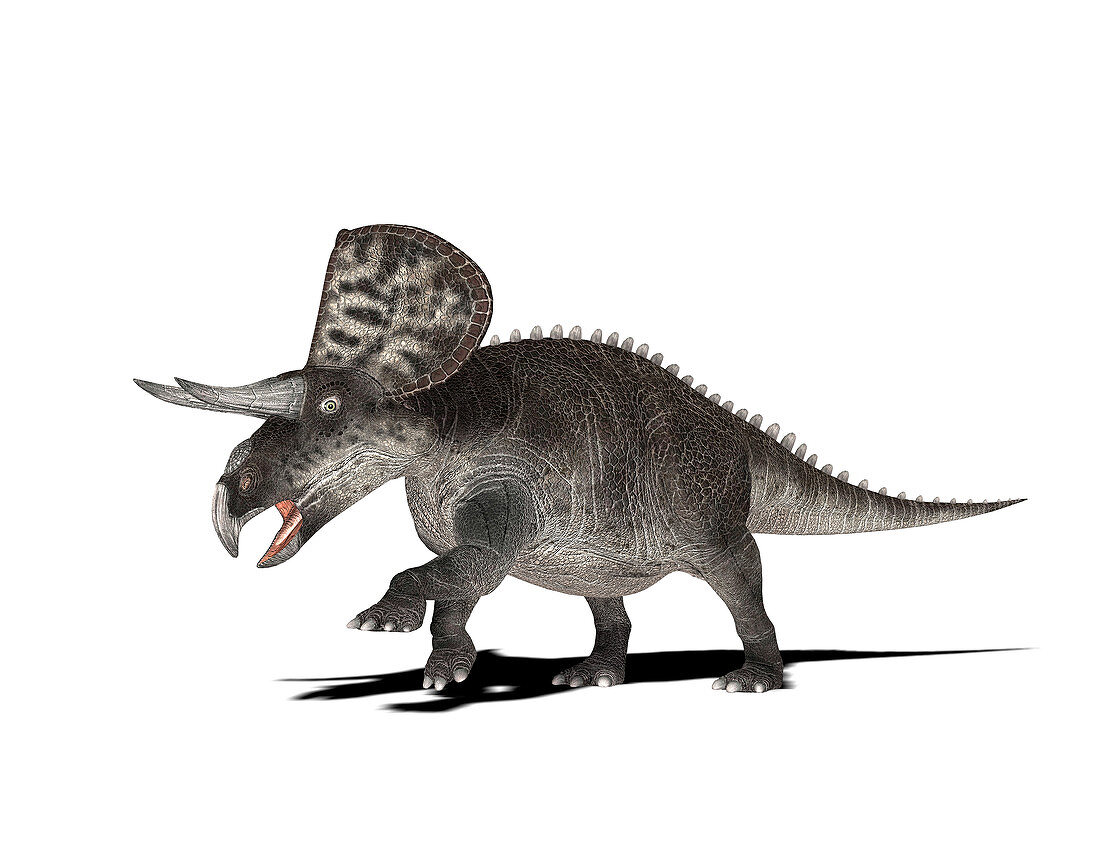 Zuniceratops dinosaur,illustration
