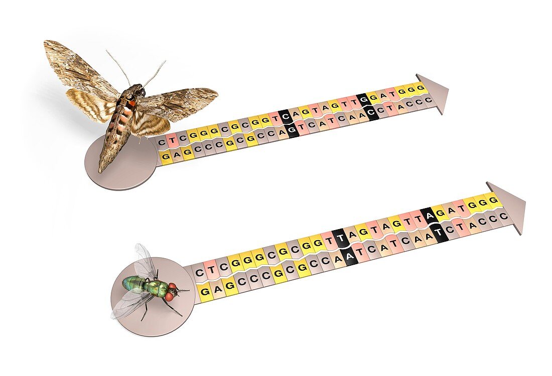 Fly and moth genetic code,illustration