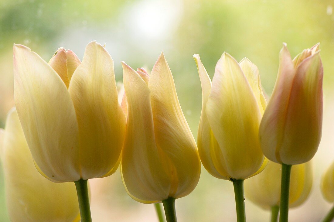 Tulipa 'Elegant Lady' flowers