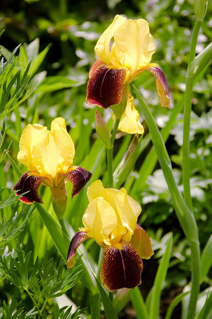 Iris germanica 'Rajah' flowers