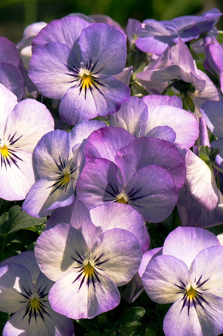 Viola cornuta Penny Purple Picotee